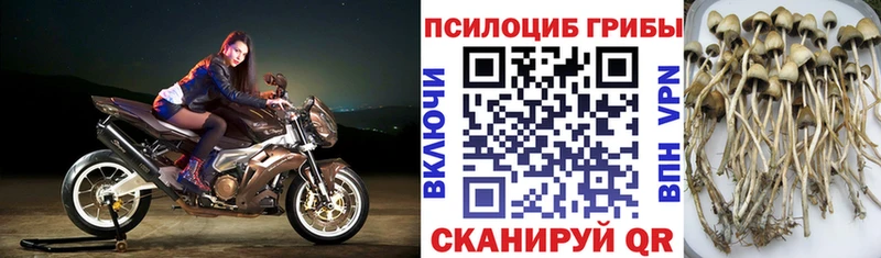 Купить  Кемерово  Псилоцибиновые грибы Psilocybine cubensis 